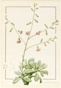 Cotyledon Cardiflorum, 1813